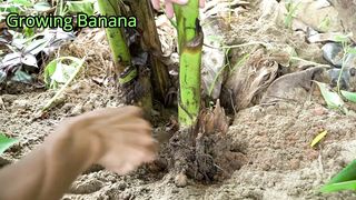 Home Garden - How To Growing Banana