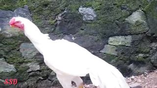 The white aseel parrot beak