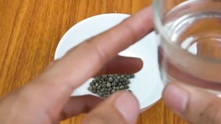 Home Garden - How To Growing Okra