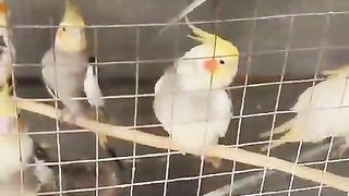 Cocktail parrot | cocktail pairs |