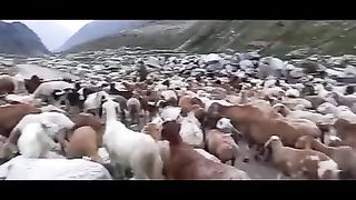 The bakri
