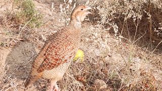 goray teetar ki awaz,pheasant bird sounds
