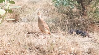 dakhni teetar bird sound in forest,partridge awaz