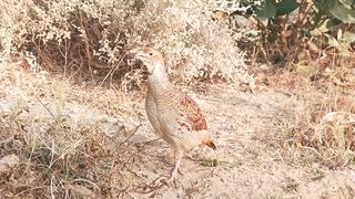 gray francolin bird sound,teter awaz,teetar voice,teetar sounds