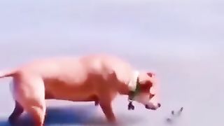 "Best Funny Cats Dogs " - "Animal Moments"