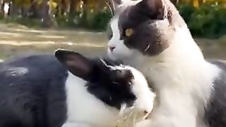 friendly rabbit and cat