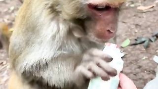 smart monkey clean the bottle first