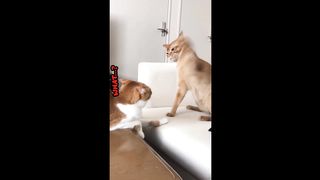 Angry cat vs Silent cat