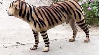 Amazing videos vol 39