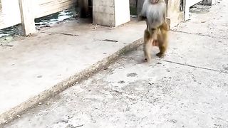 just walk faster
