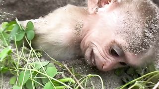 The little monkey played in the sand until it got stuck and couldn't get out