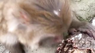 what does the mother monkey eat