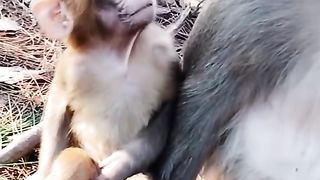 The baby monkey was scared and climbed a tree