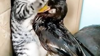 cute cats and ducks