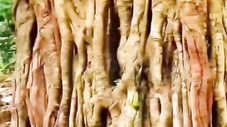 جب شکاری نے بندر کے بچے کو پنجرے میں قید کیا تو کیسے اسکی ماں اسے چھڑوانے آئی