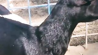 Goats for sale in Pakistan 4