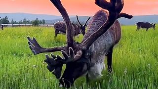 Natural beauty minds blowing video.?