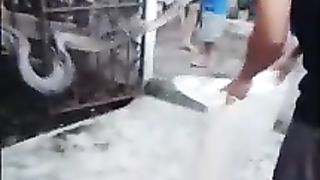 Ular Piton Masuk Pemukiman Warga di Tangerang