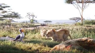 lion king movie music