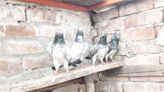 Beautiful pigeon breeder pair best flying parvaazi 3