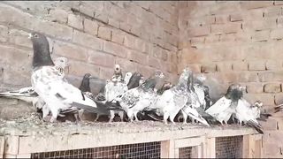 Jathiya pigeon beautiful breeder pairbest flying