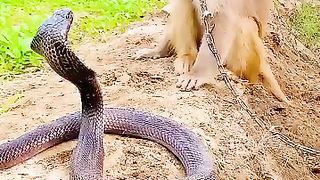 The monkey