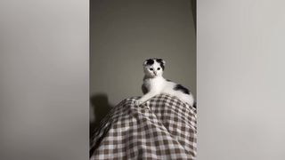 My Naughty Kitten Always Tries To Attack Me Before sleep