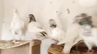 Moti waly lakhy pigeon beautiful breeder pair best flying