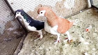 Beautiful pigeon breeder pair fancy American