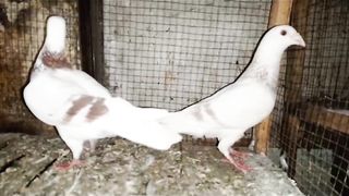 Racer flying beautiful breeder pair