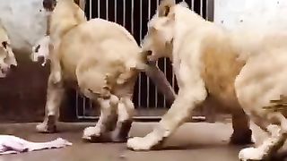 Dinner time _animals _Lion(