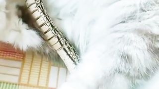 White Cat Befriends Snake