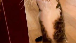 The striped cat remains enthusiastic about living life with its limitations
