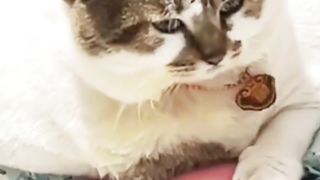 Big Body Cat
