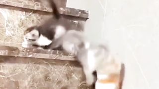 Orange Kitten Freefall