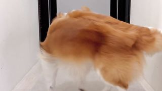 Pluto Version of Toca Toca || Dog smart