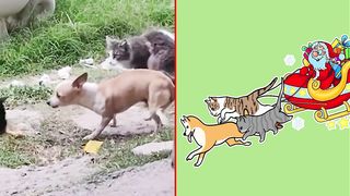 ????Cat Memes: Digital circus but Cute Funniest Animals 2023 ???? New Funny Cats and Dogs ???????? Part 42