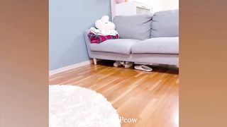 New Funny Cats and Dogs Videos ???????? | Funny Animal Videos #null