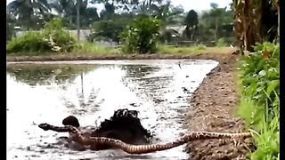 big snake prank
