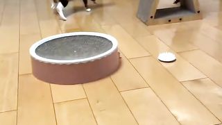Funny Cats And Dogs Videos  Best Funniest Animal Videos 2023