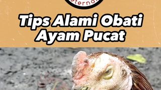 Atasi muka ayam pucat