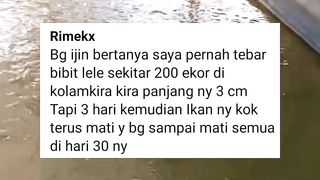 2 Penyebab bibit lele mati setelah tebar❗Fahami biar tidak mengalami lagi