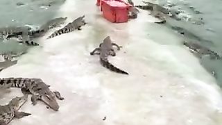 Next level job