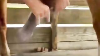 The horse's owner puts a prosthesis on his foot. His happiness is priceless!