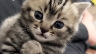 Милые котятя