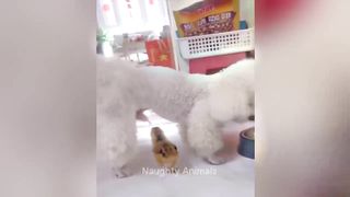 cute cat part. 2