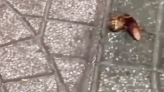 Cockroach ????????????# watch till the end # funny video # funny memes # subscribe