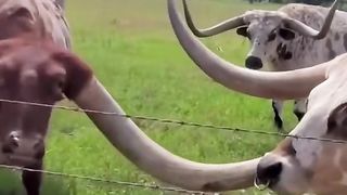 Wild life wild animals 5