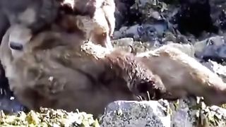 Wild life wild animals 6