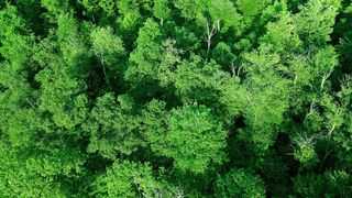 "Natural Reveries: A Visual Escape to Unexplored Panoramas"